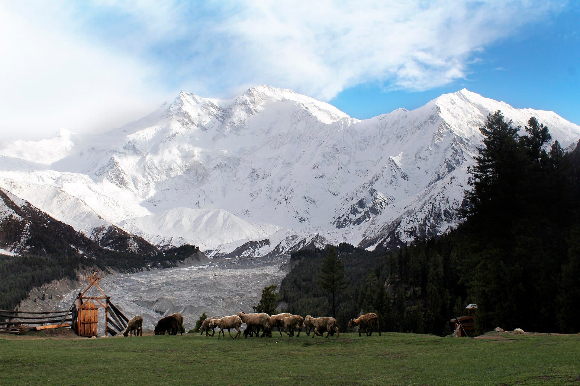 Alpine meadow with Nanga Parbat in the background