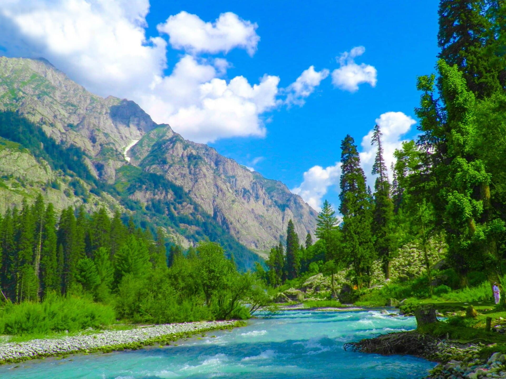 Pine forest along a river in Kumrat Valley