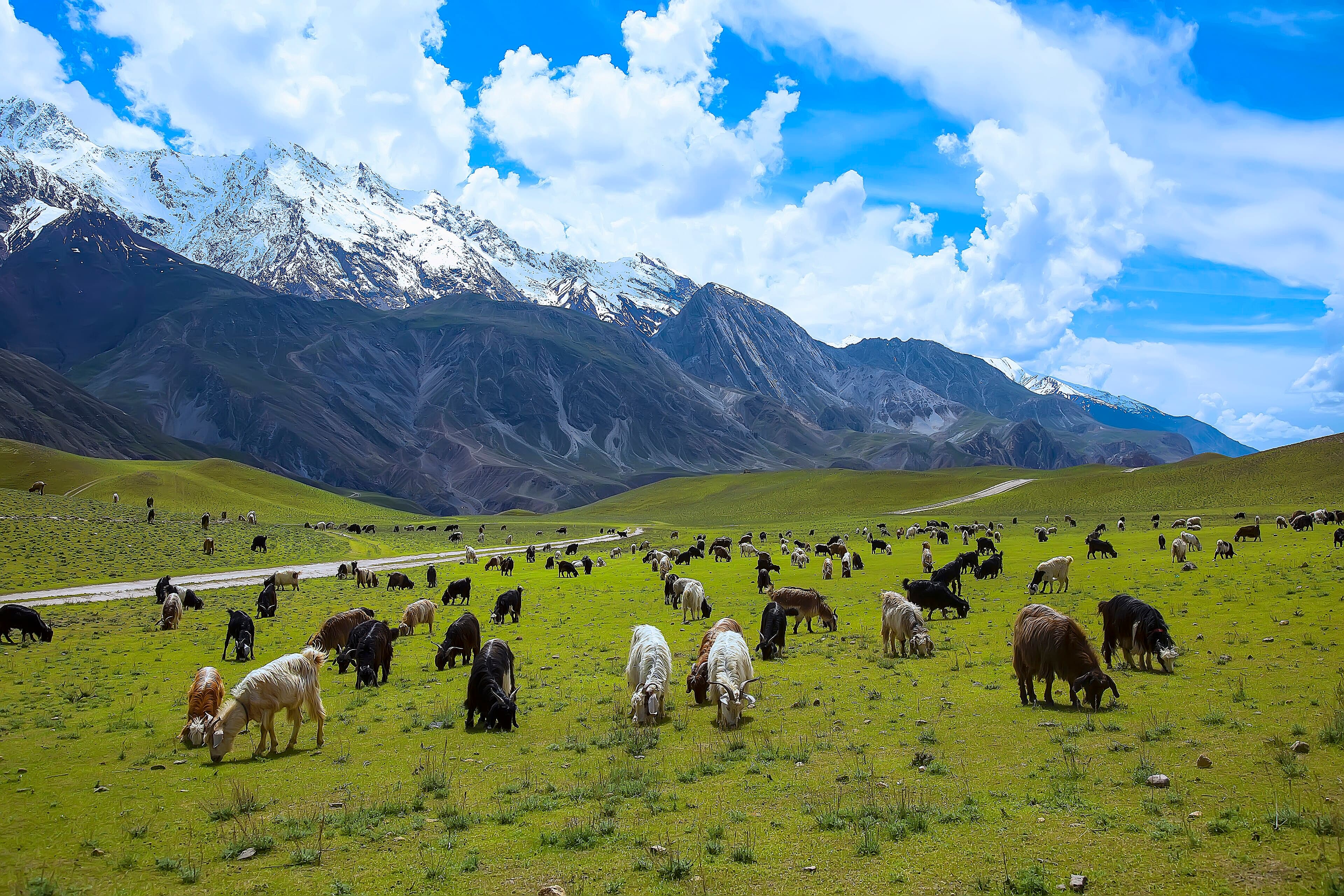 Meadows inside Chitral Gol National Park