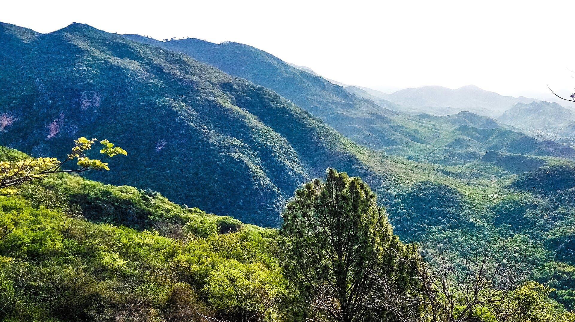 Forested path on Margalla Trail 3