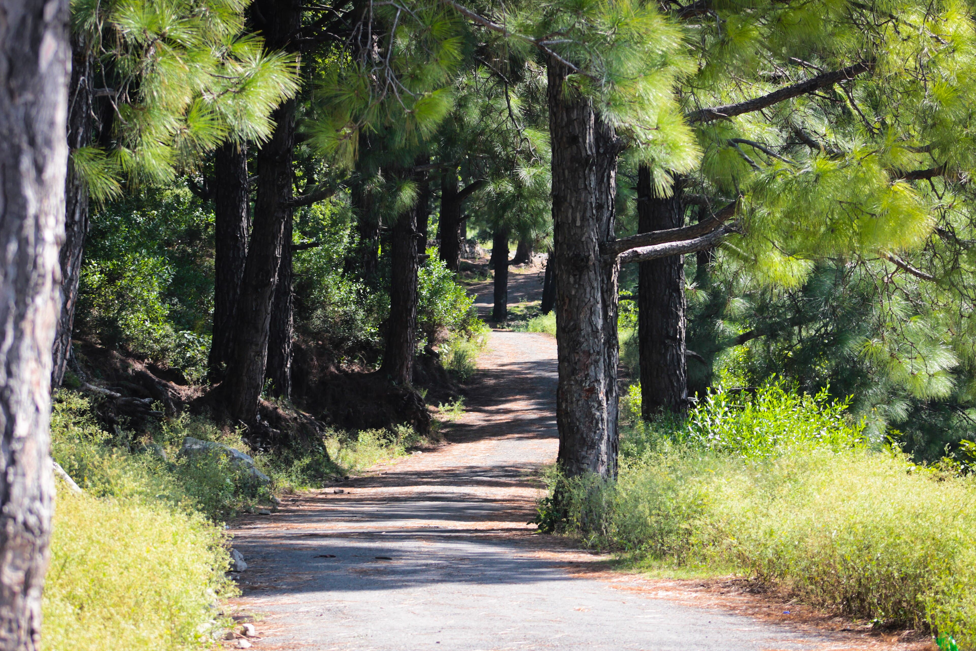 A trekking trail in Margalla Hills National Park