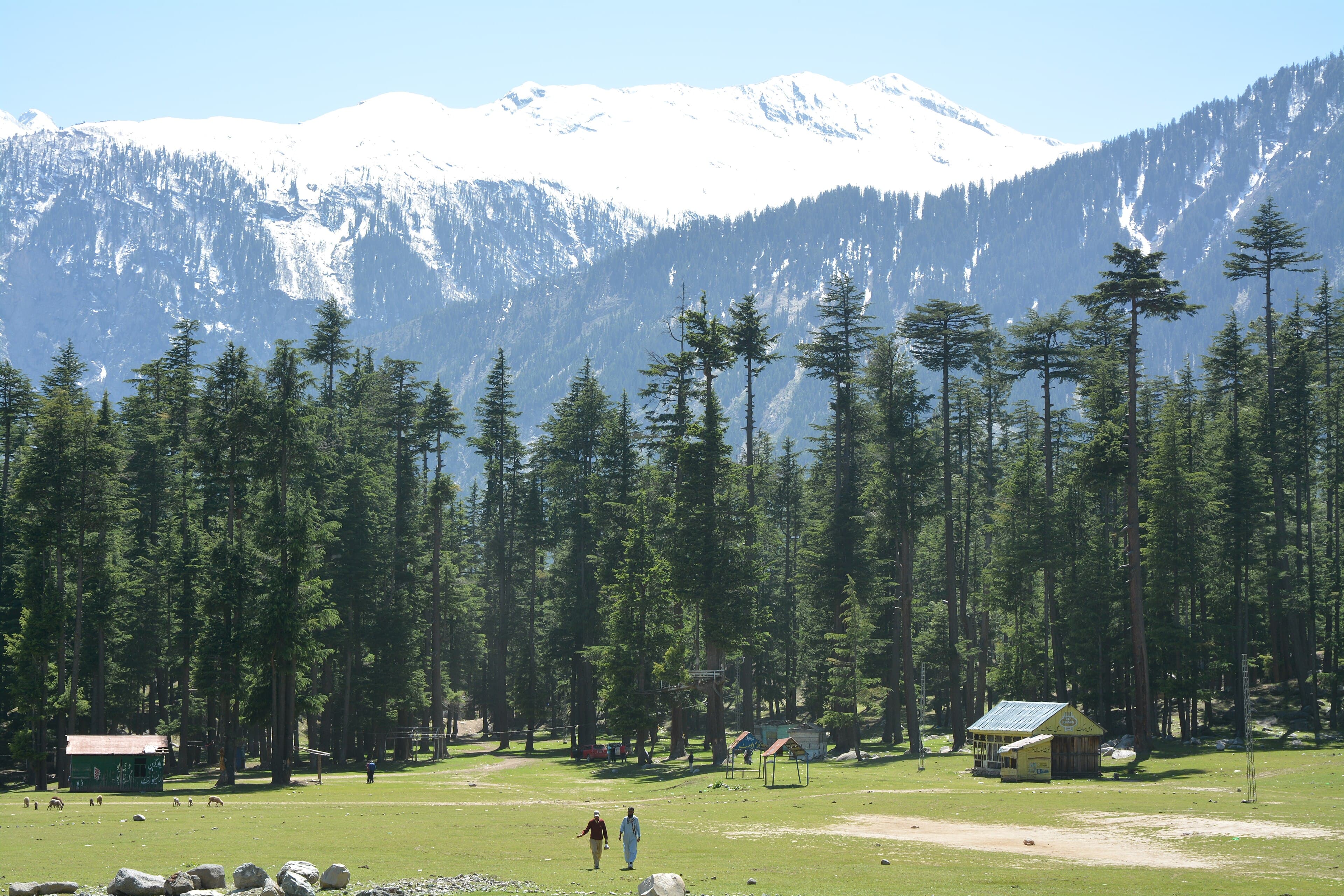 Ushu Forest between Kalam and Mahodand